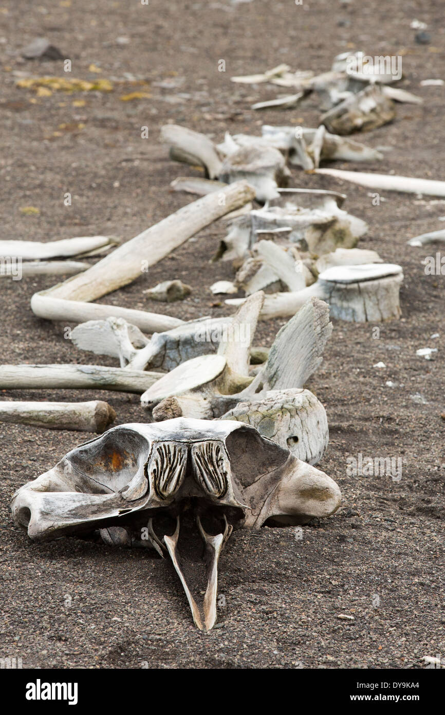 Das Skelett eines kleinen Schnabel Wals auf Livingston Insel auf der antarktischen Halbinsel. Stockfoto