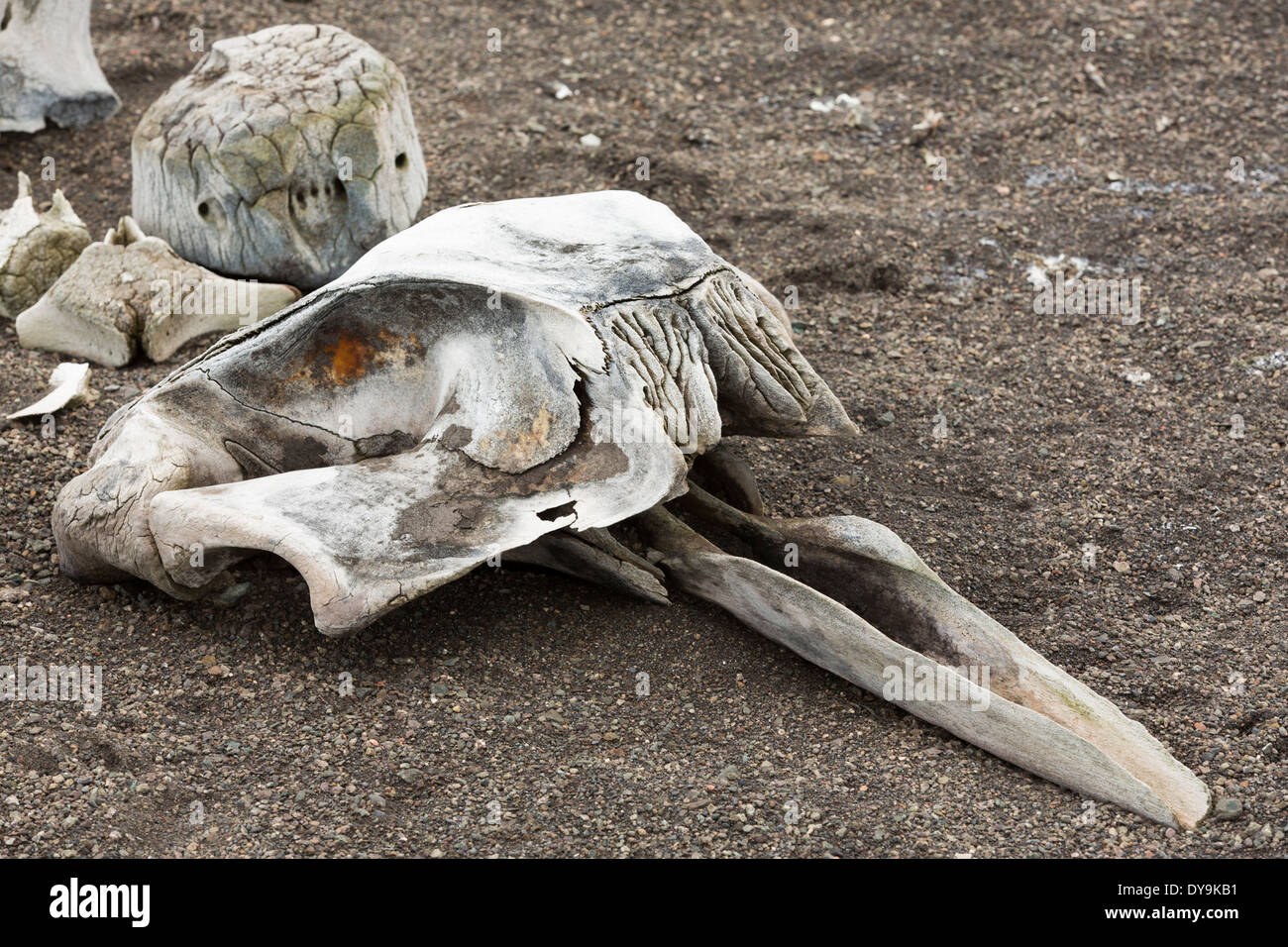 Das Skelett eines kleinen Schnabel Wals auf Livingston Insel auf der antarktischen Halbinsel. Stockfoto