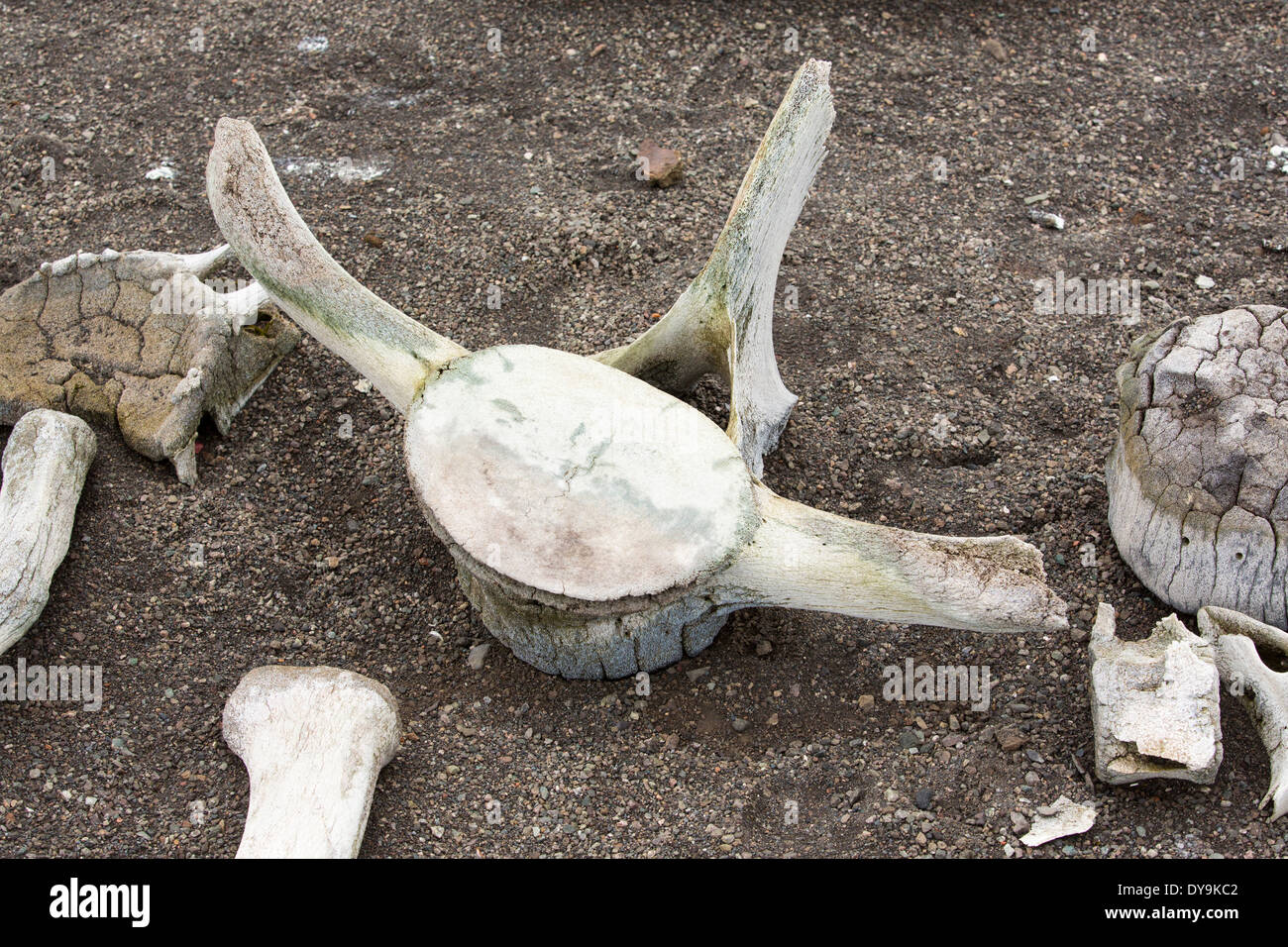 Das Skelett eines kleinen Schnabel Wals auf Livingston Insel auf der antarktischen Halbinsel. Stockfoto