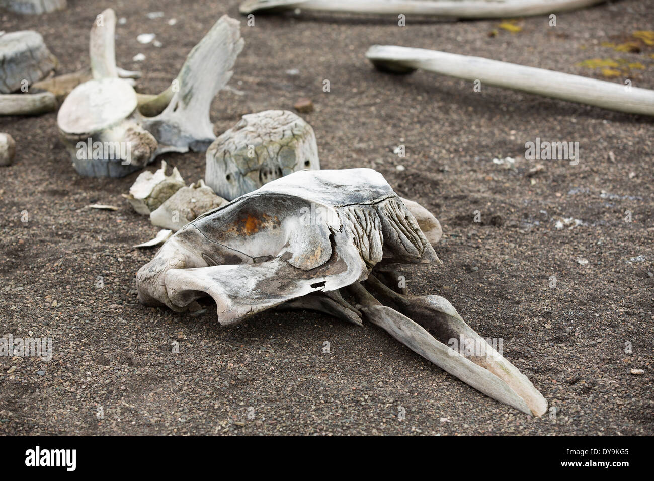 Das Skelett eines kleinen Schnabel Wals auf Livingston Insel auf der antarktischen Halbinsel. Stockfoto