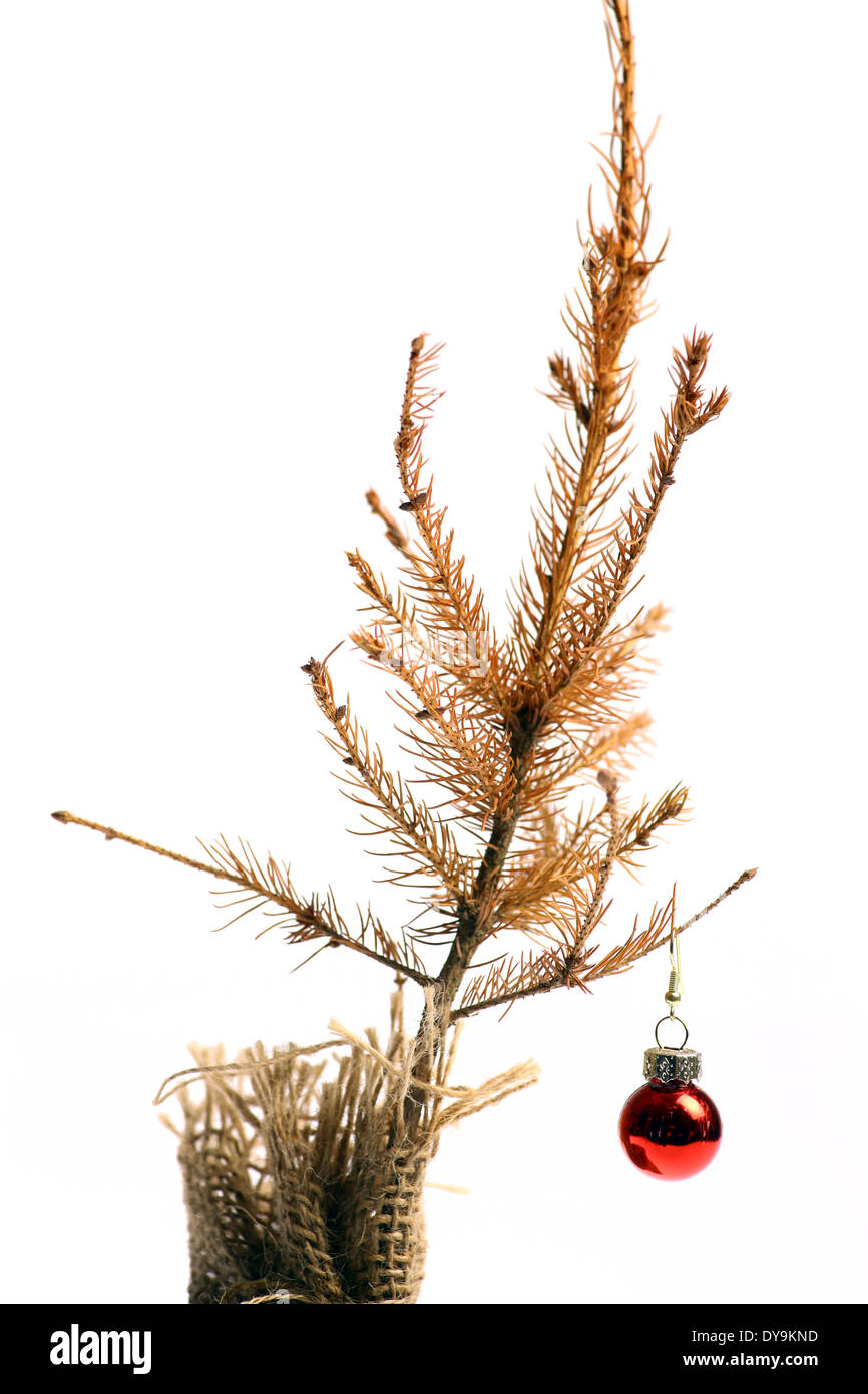 Farbe-Schuss von einem kleinen Toten Weihnachtsbaum mit einem kleinen roten Globus. Stockfoto