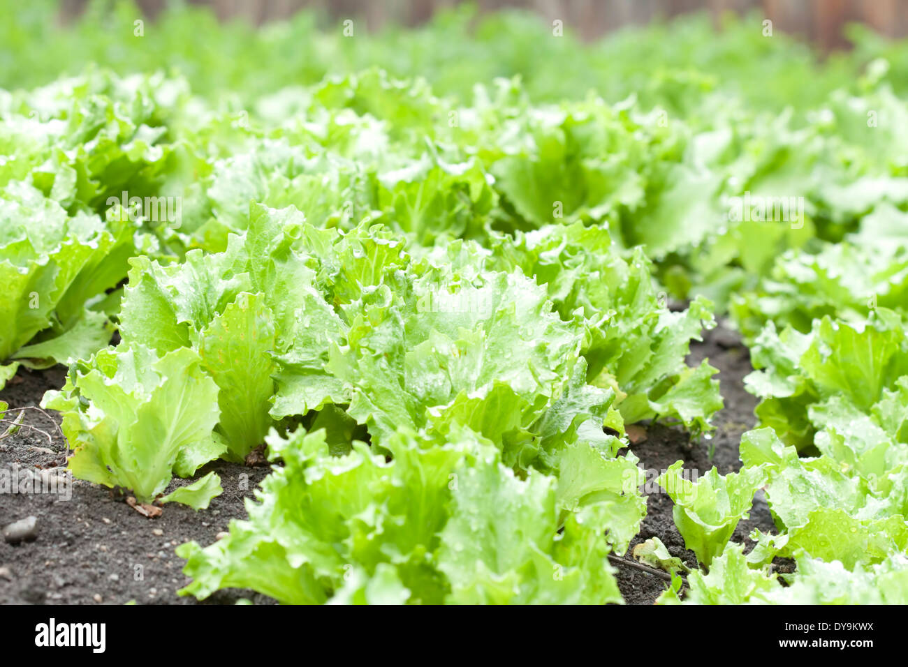 Frischem grünen Salat wächst im Garten Stockfoto