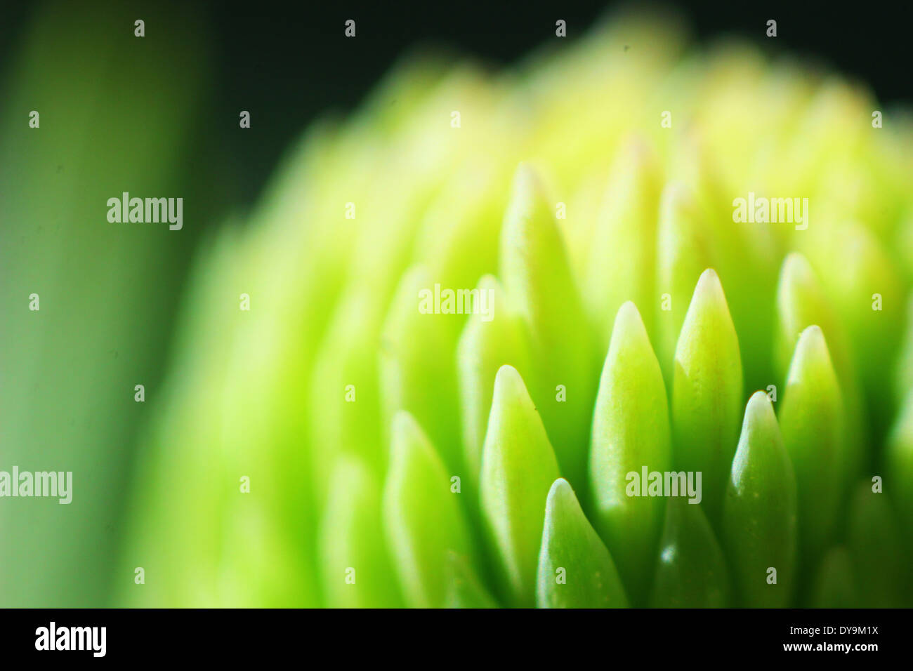 Die Wunder der Natur Stockfoto