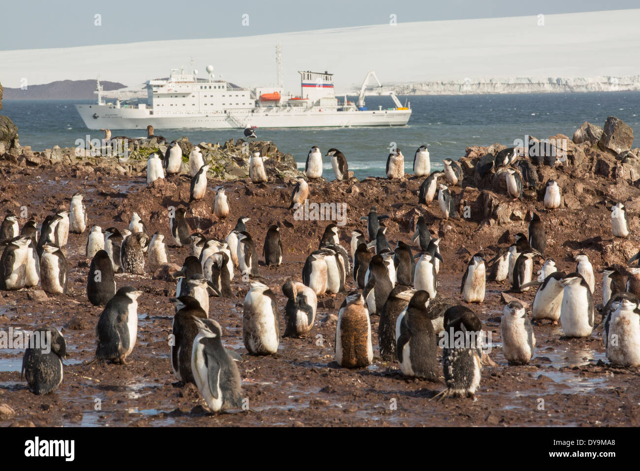 Kinnriemen Pinguine, Pygoscelis Antarctica, Hannah Zeitpunkt auf Livingston Insel in der südlichen Shetland-Inseln, Antarktis Stockfoto