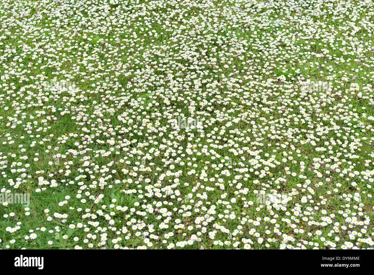 Gänseblümchen im Rasen Stockfoto