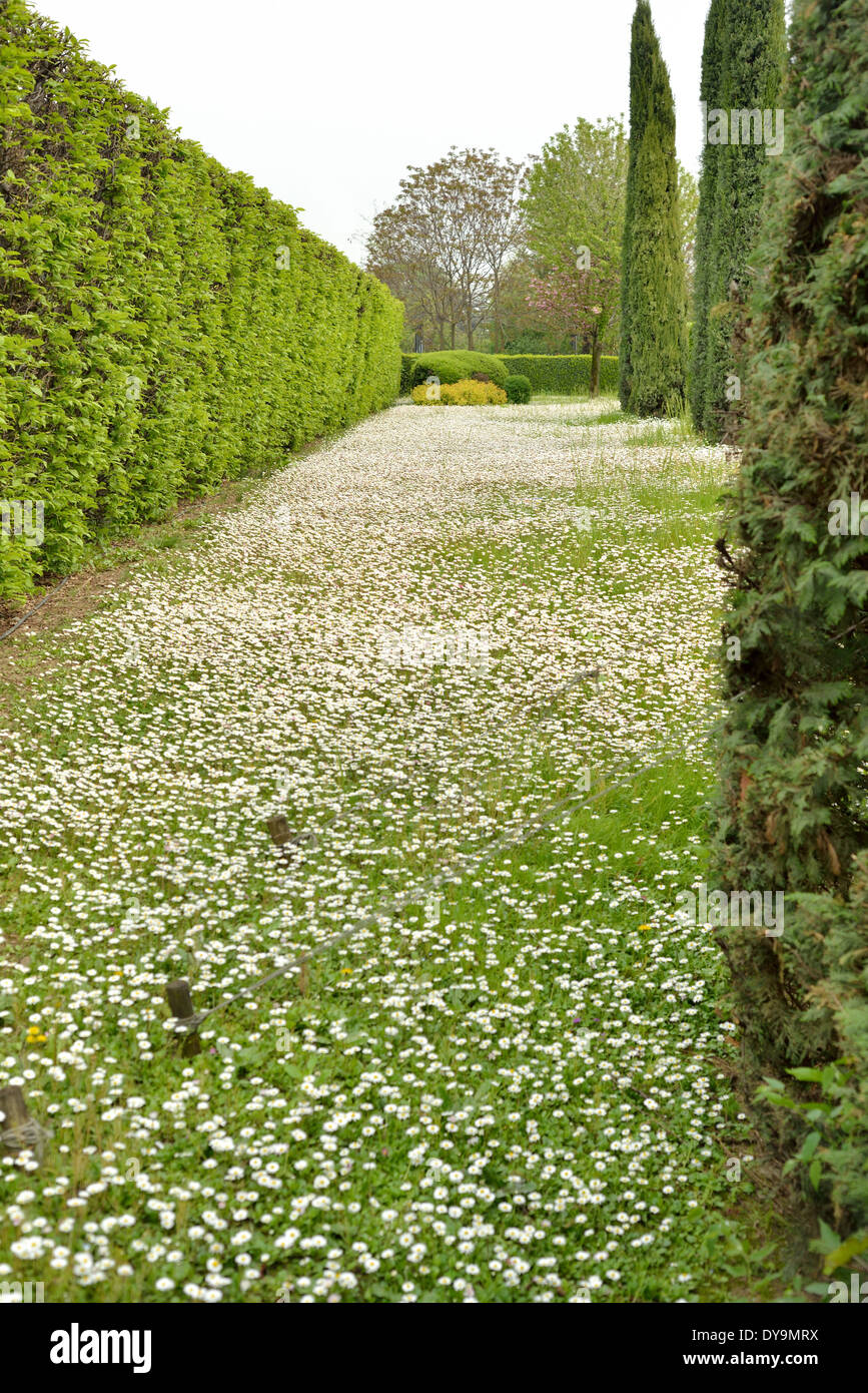 Gänseblümchen in einem Garten mit Zypressen Stockfoto