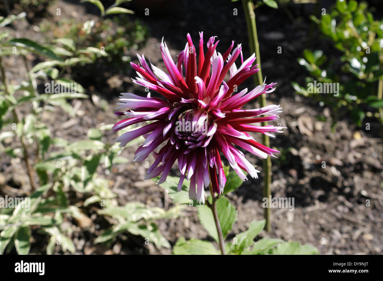 Purple Cactus Dahlia-Variante in voller Blüte Stockfoto