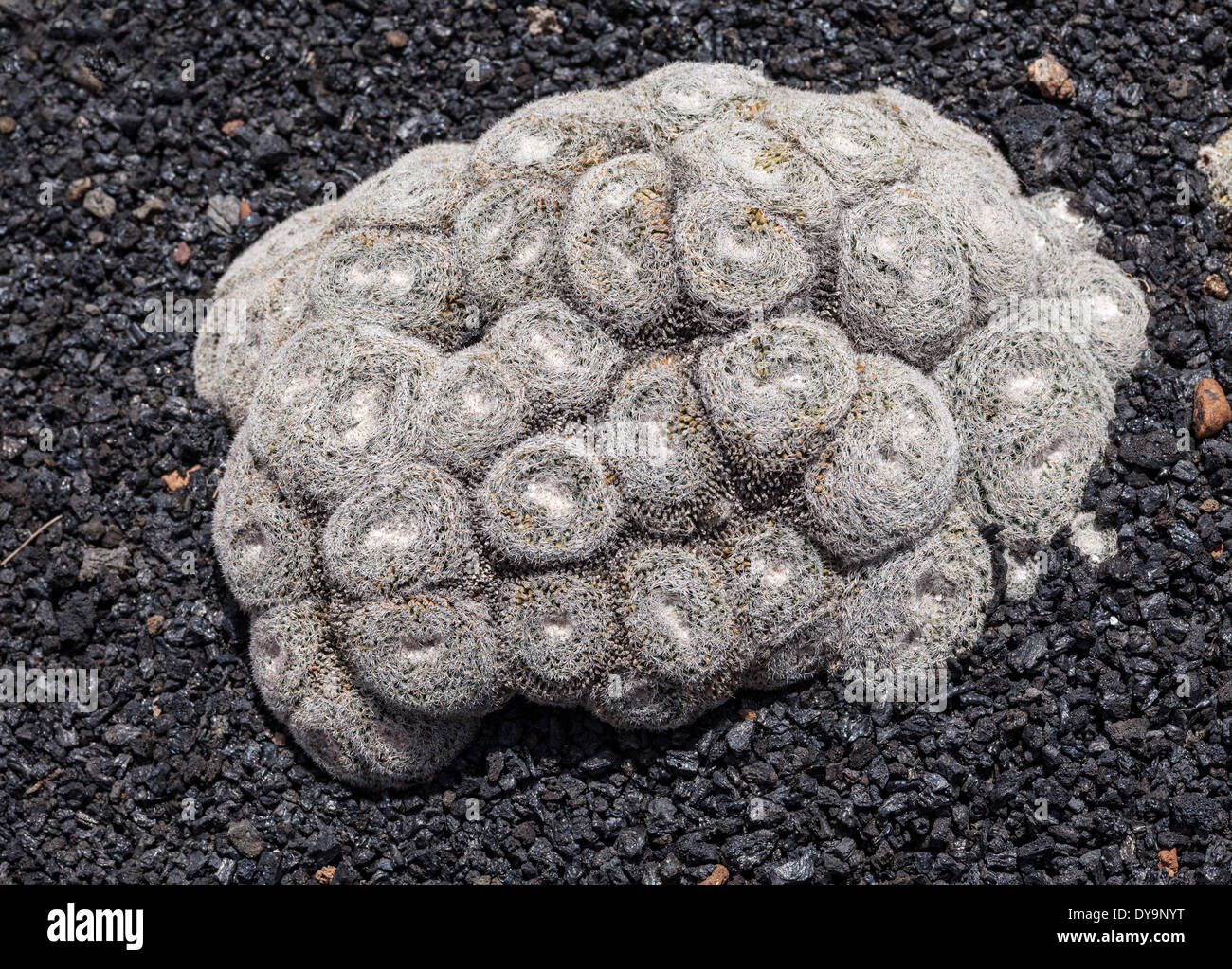 Cactus Mammillaria Formosa Ssp Microthele stammt aus Mexiko, wachsen in vulkanischen Erde, Lanzarote, Kanarische Inseln, Spanien Stockfoto