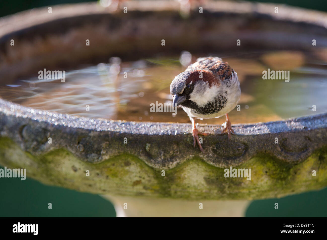 Männlicher Haussperling auf ein Vogelbad Stockfoto