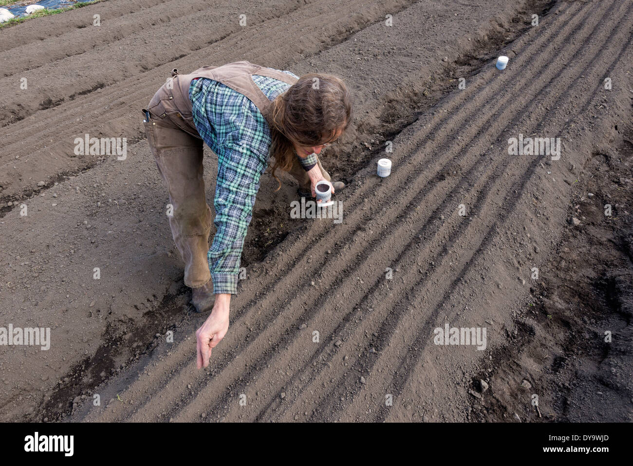 Landwirt säen von hand Wallowa Valley, Oregon. Stockfoto