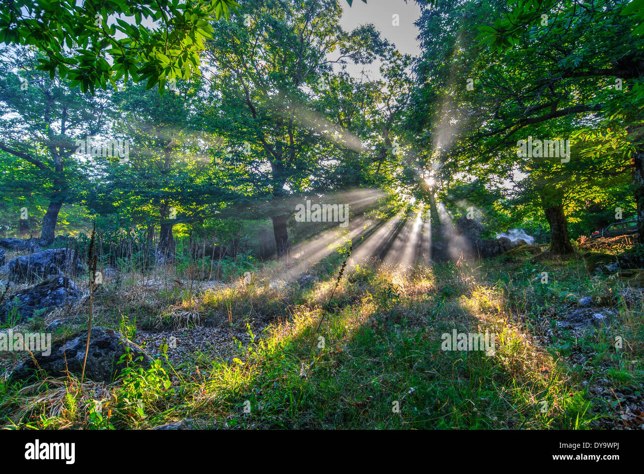 Kastanienholz mit Lichtstrahl Stockfoto