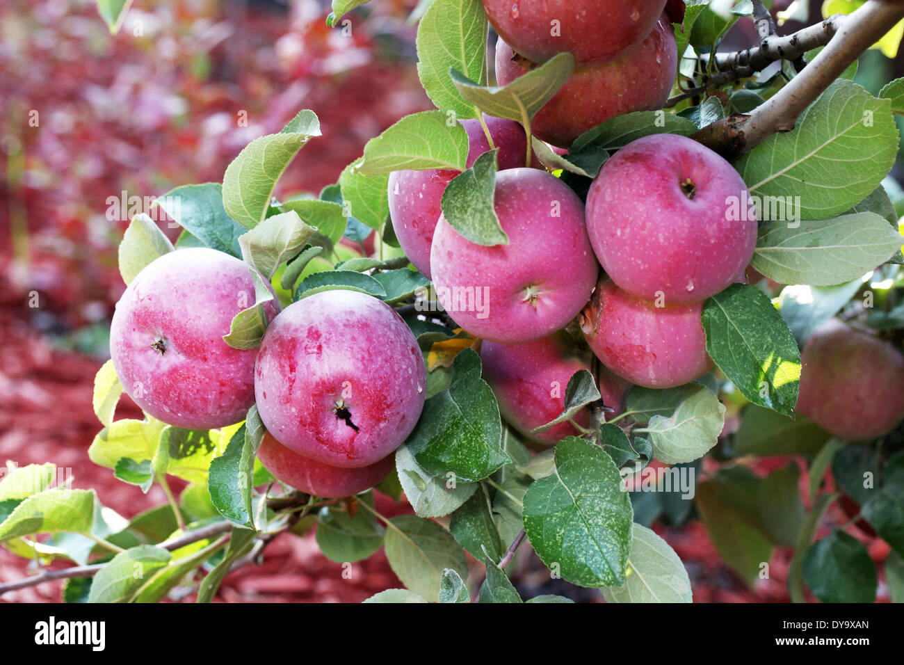 Rote Äpfel am Baum. Close-up. Stockfoto
