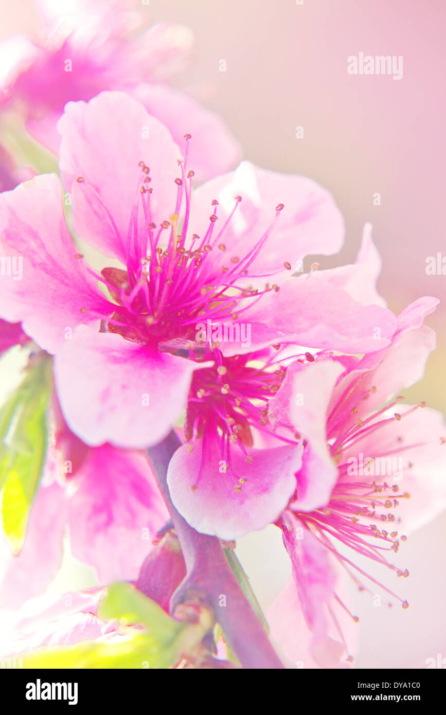 Apple blühende Blume im Frühling. Schönheit in der Natur. Stockfoto