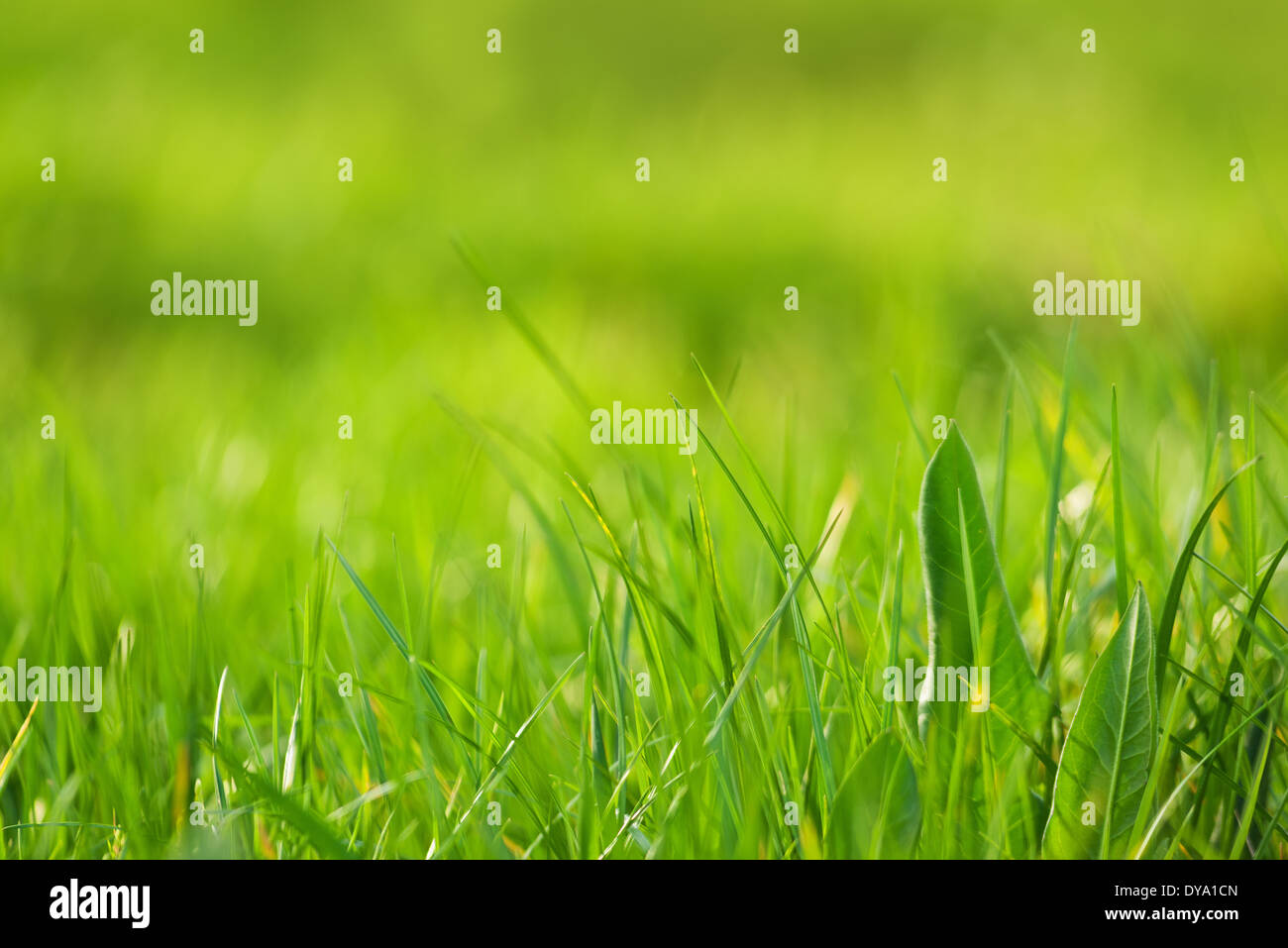 Frische grüne Grass als Frühling Saison Hintergrund, Bild mit geringen Schärfentiefe, weich und selektiven Fokus. Stockfoto