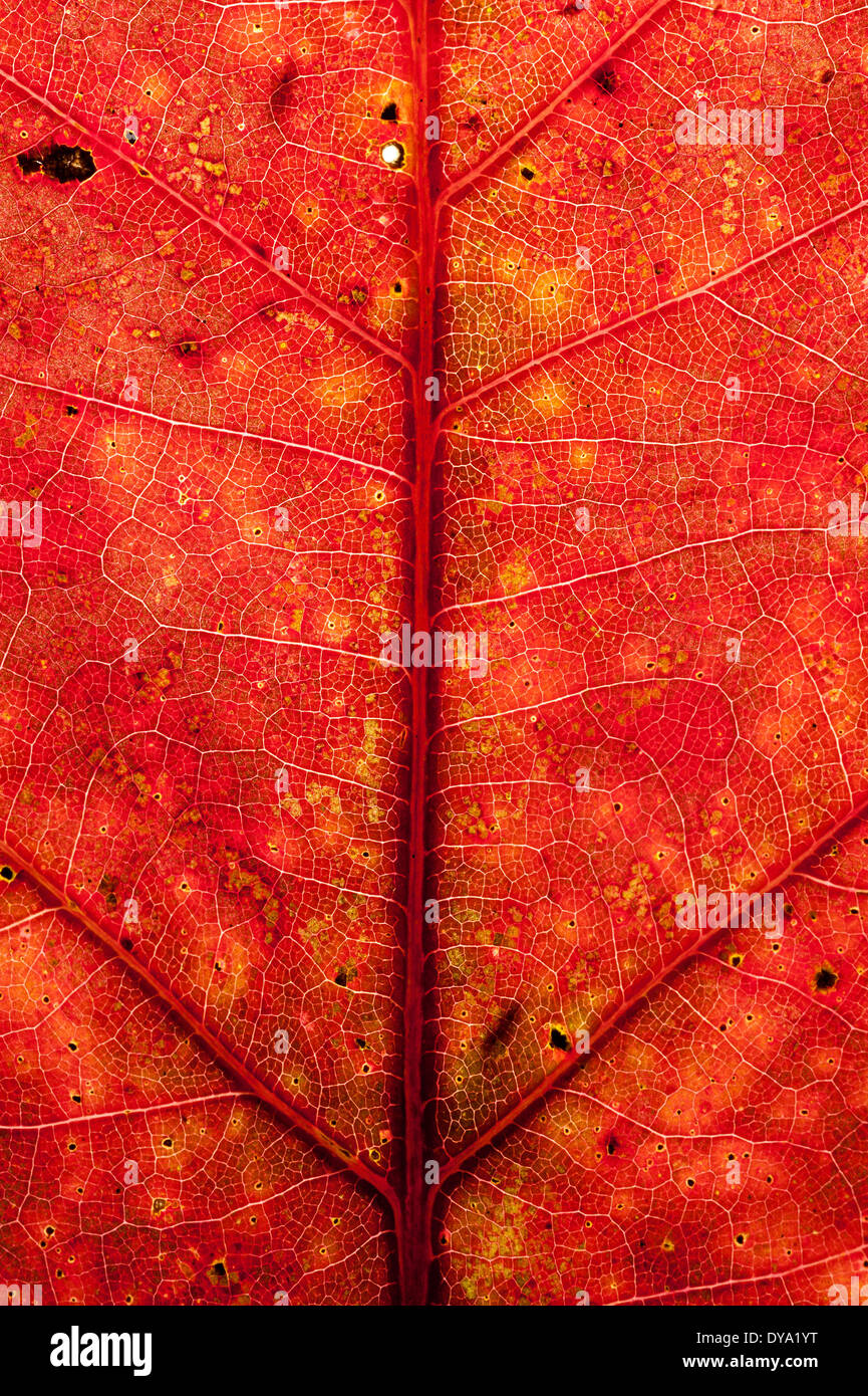 Rote Blatt detail Stockfoto