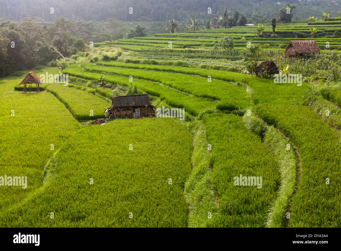 Reisfelder in Region Sidemen, Karangasem Regency, Bali, Indonesien Stockfoto