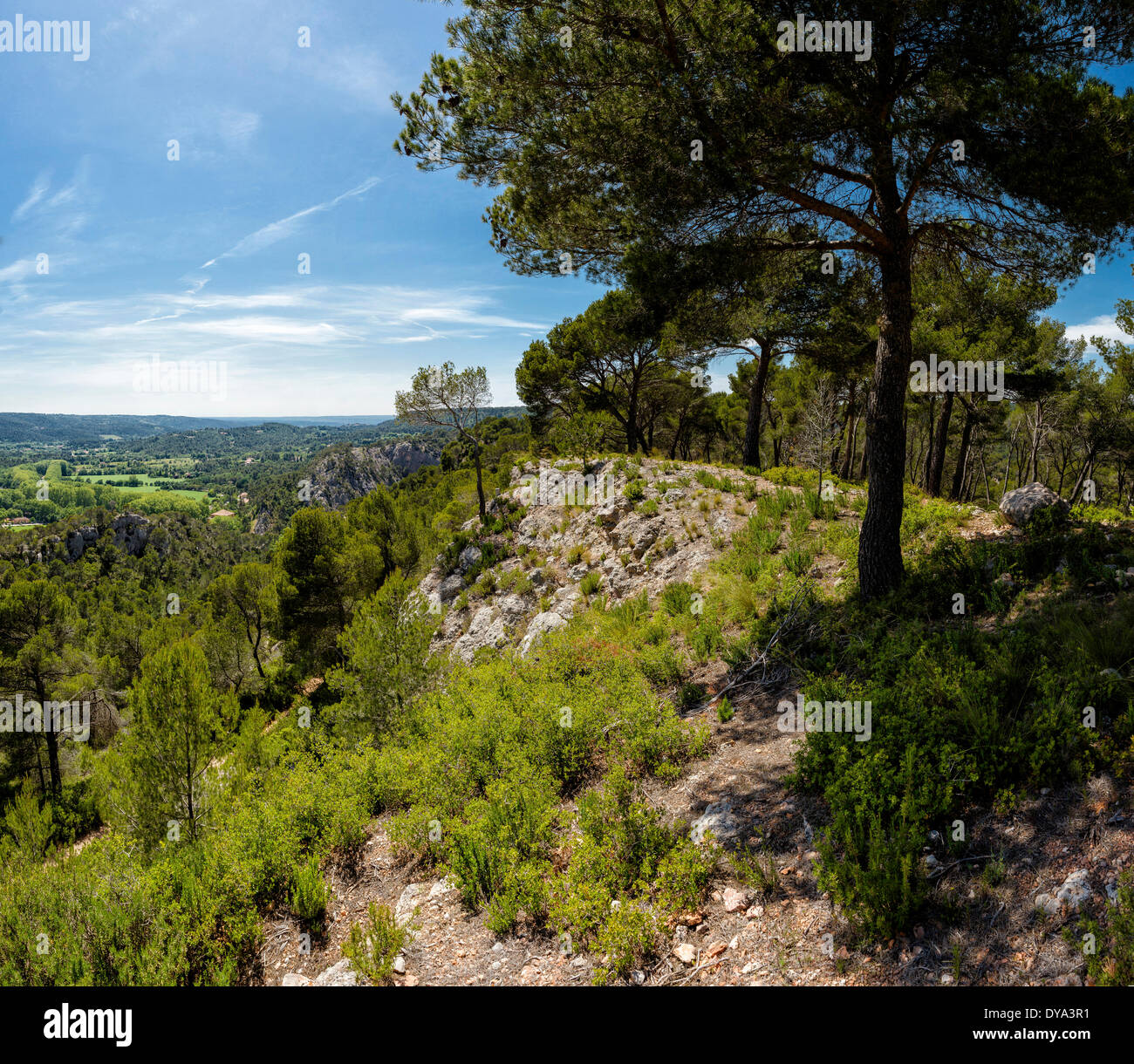 Natur Reservat Sainte Victoire Landschaft Waldholz Bäume Sommer Berge Hügeln Vauvenargues Bouches du Rhone Frankreich Europa Stockfoto