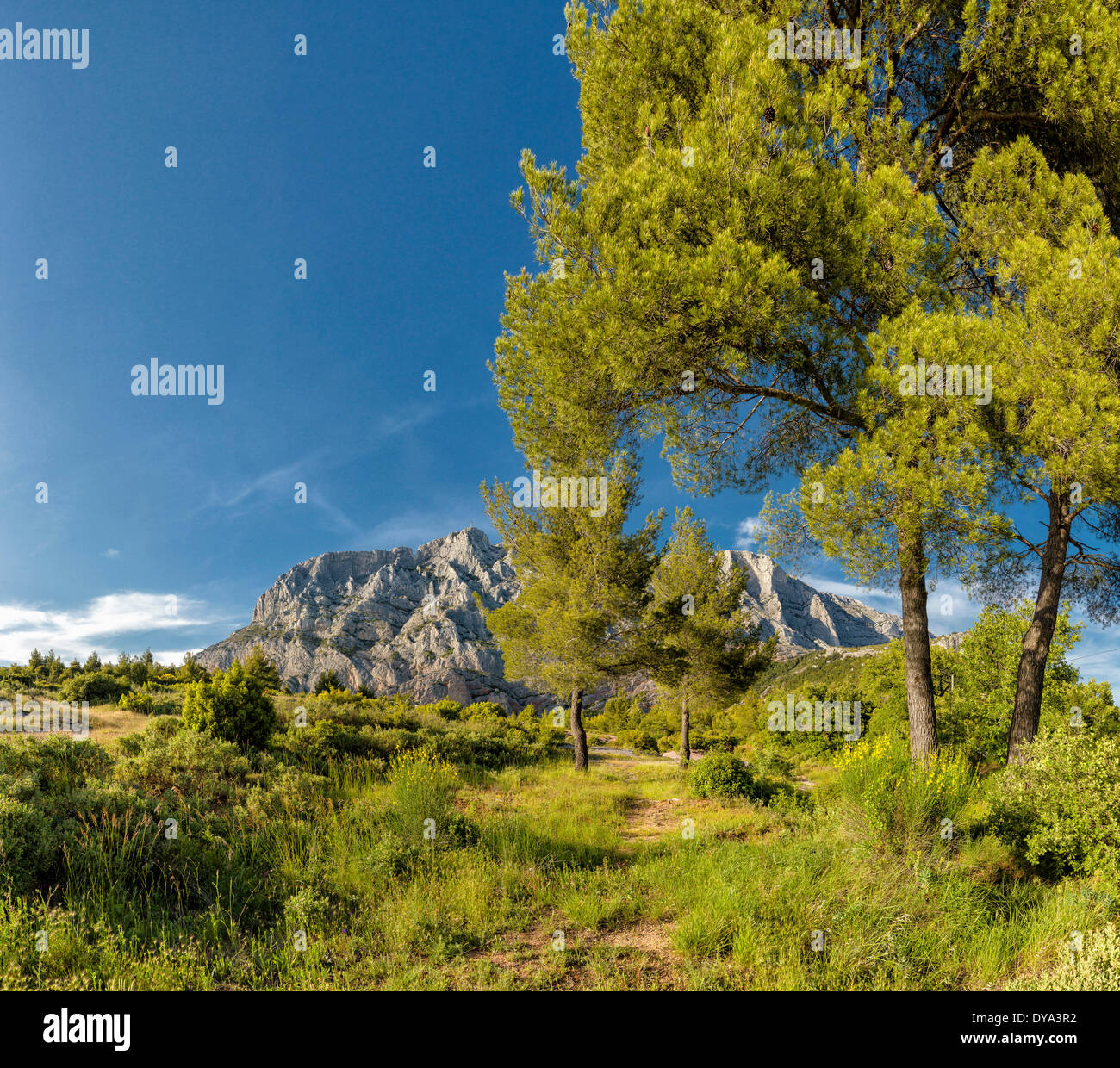 Reserve Natur Sainte Victoire Wald Holz Landschaftsbäume Frühling Berge Hügel Saint-Antonin Sur Bayon Bouches Frankreich Euro Stockfoto