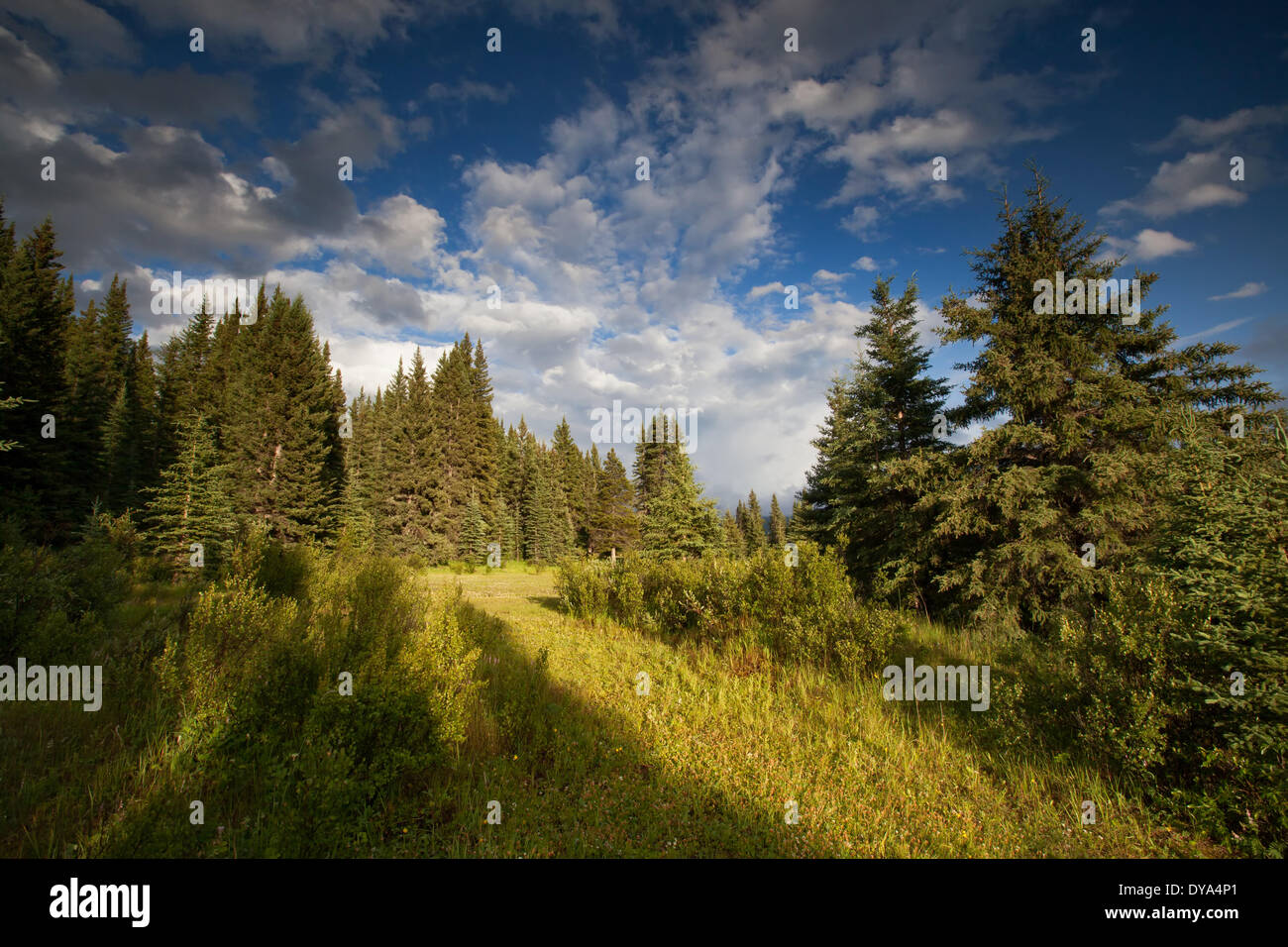 Alberta, Kanada, Landschaft, Landschaft, Licht, Stimmung, moor, Nordamerika Stockfoto