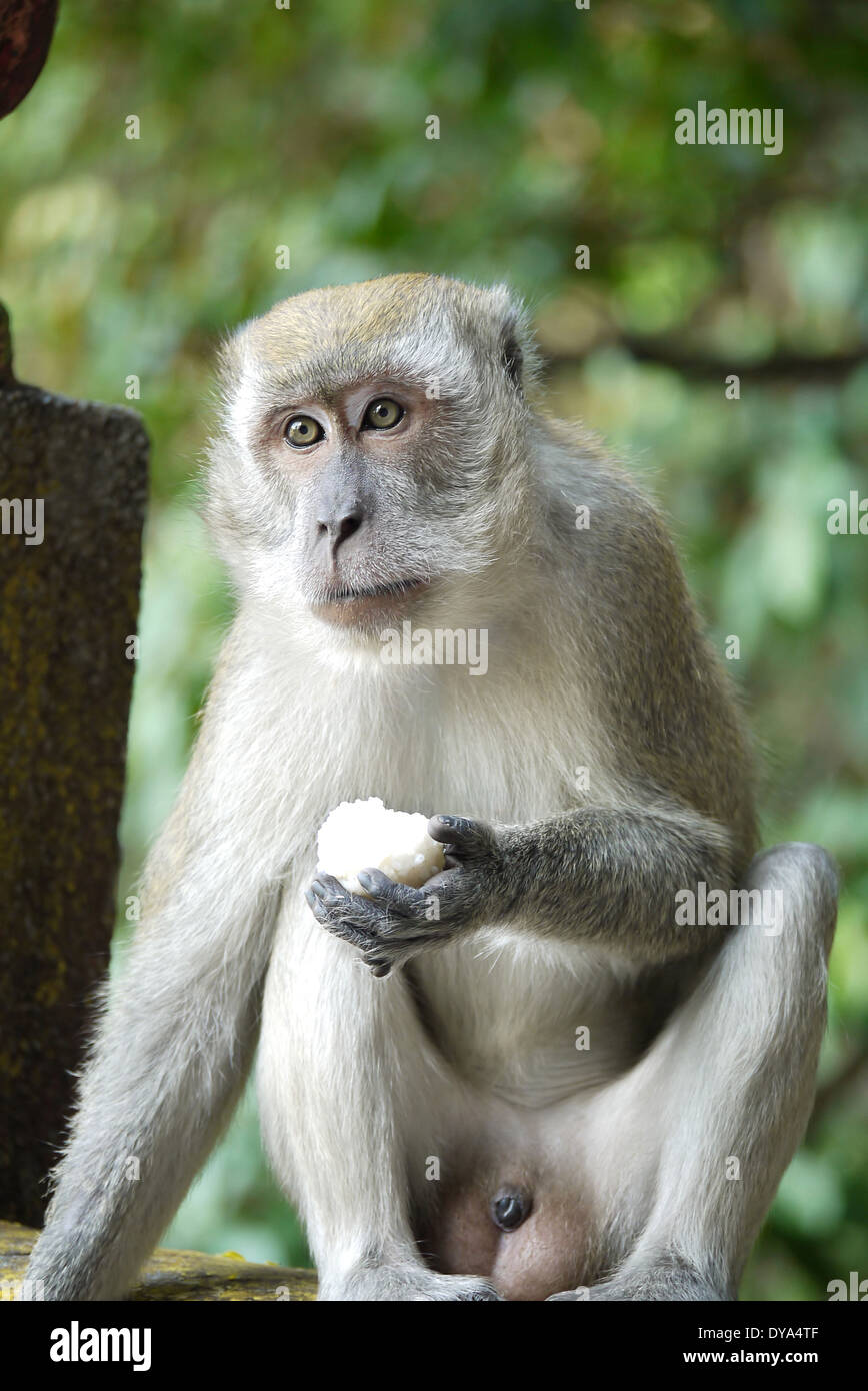 Porträt eines Affen, der traditionellen indischen Gebäck Essen Stockfoto