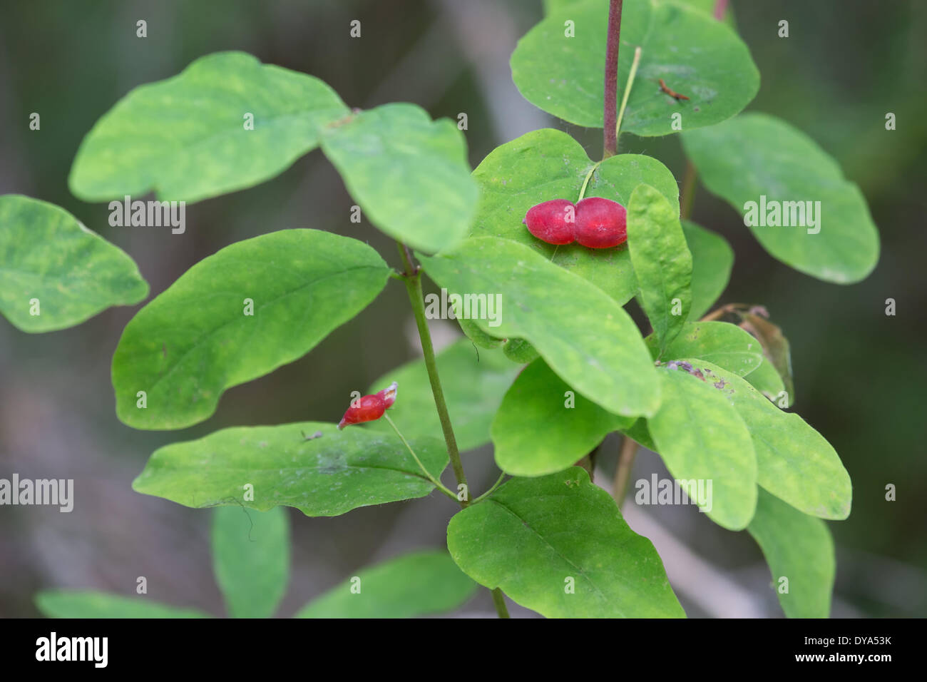 Alberta Beeren Emerald Lake Kanada Landschaft Landschaft Nordamerika Pflanzen Rocky Mountains Holz Wald Yoho-Nationalpark Stockfoto