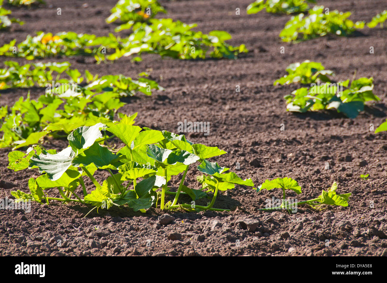 Deutschland, Europa, Kürbis Anbau, Landwirtschaft, Gemüse Stockfoto