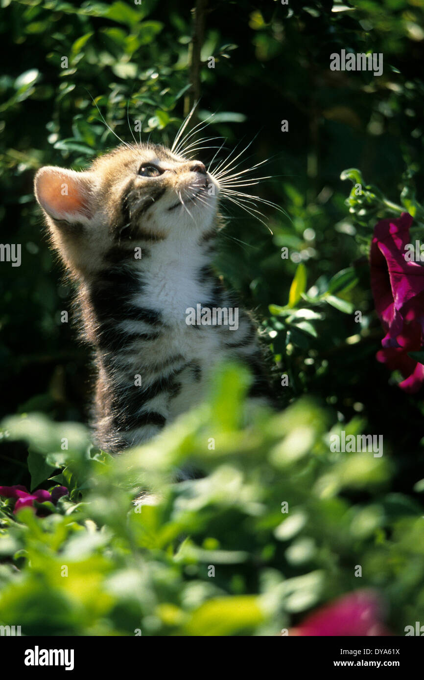 Tierische Felinae Felis Silvestris Catus Haustiere Haustiere junge juvenile Baby Katze kleine Katze Kätzchen schlafen Tier, Stockfoto