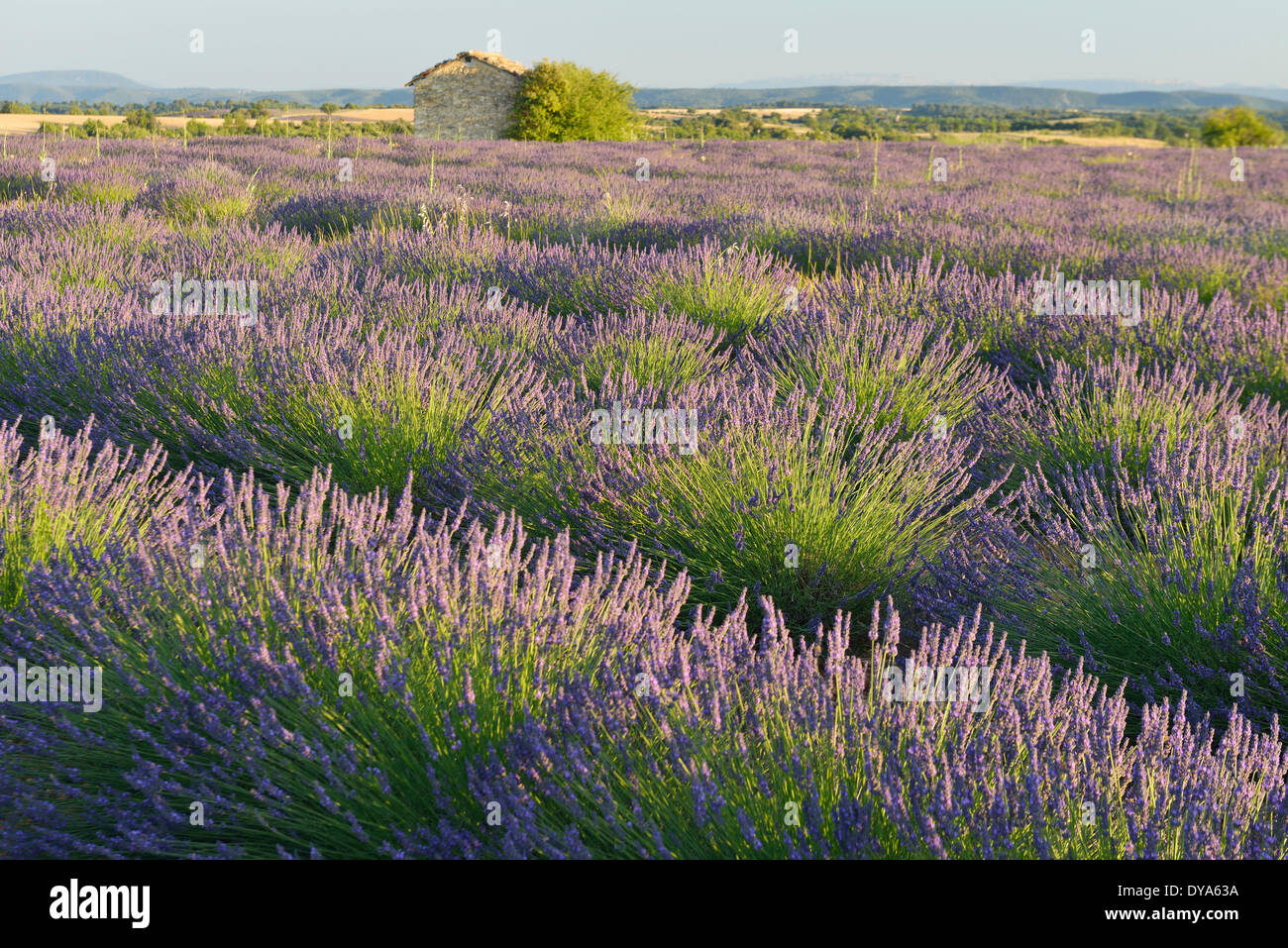 Frankreich-Provence Landschaft Lavendel Blumen Blüte Sommer französischen Scheune Horizontal keine Menschen Valensole Alpes de Haute Provence, Stockfoto