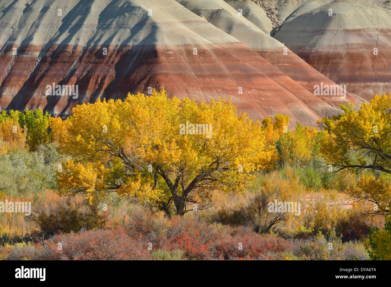 Nordamerika, Utah, Colorado Plateau, südliche, Cottonwood, Laub, bemalte Wüste, Landschaft, Natur, keine Menschen, Baum, gelb Stockfoto
