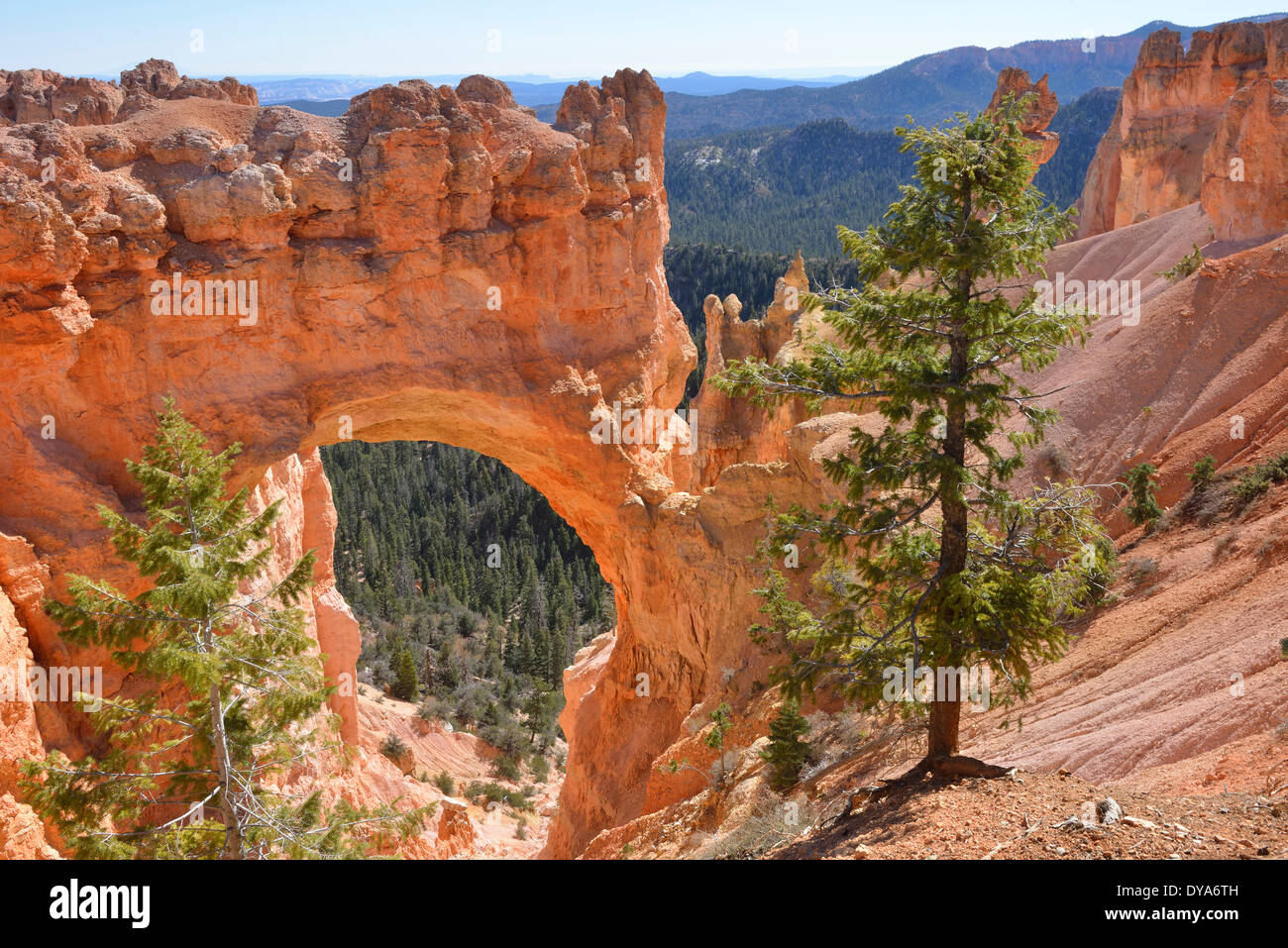 USA-Amerika-USA-Utah-Colorado-Plateau südlichen Boulder Bryce Canyon Felsformationen rocks Nationalpark Erosion natu Stockfoto