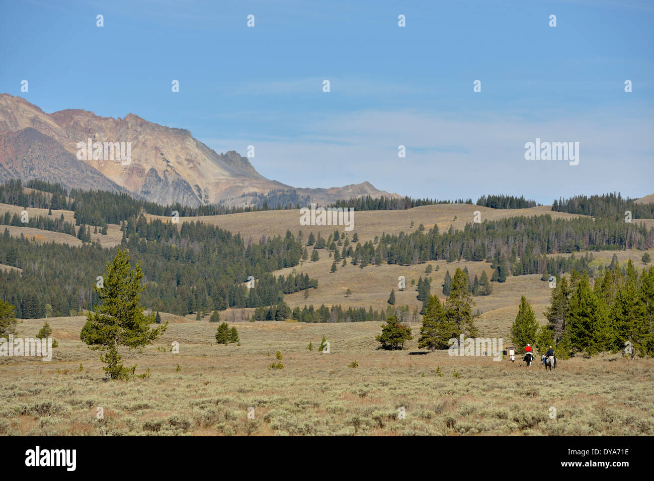 Amerika, Wyoming, USA, Vereinigte Staaten, Yellowstone, Nationalpark, UNESCO, Weltkulturerbe, Natur, Landschaft, Reiten, Pferde Stockfoto