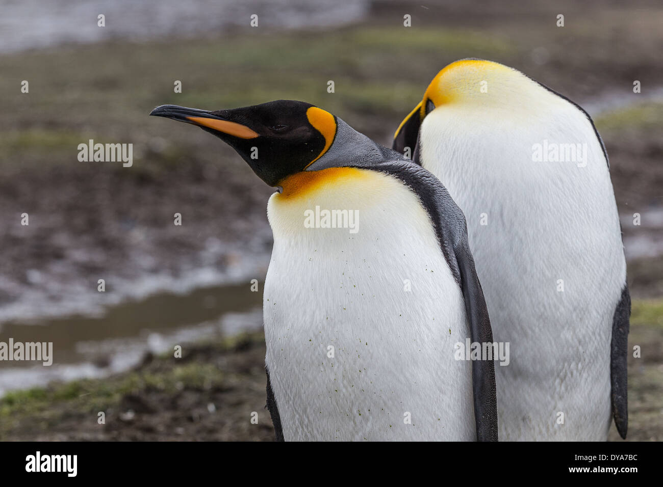 Zeit, um den Kopf Stockfoto