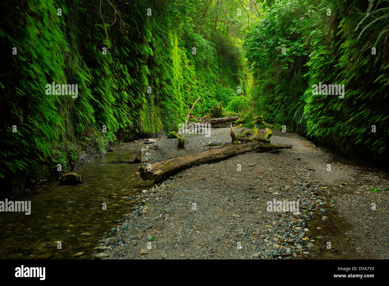 Fern Canyon Bach Bach Bach Farn Farne Canyon Schlucht Gulch Redwood National Park CA California USA Amerika Vereinigte Staaten von Amerika, Stockfoto