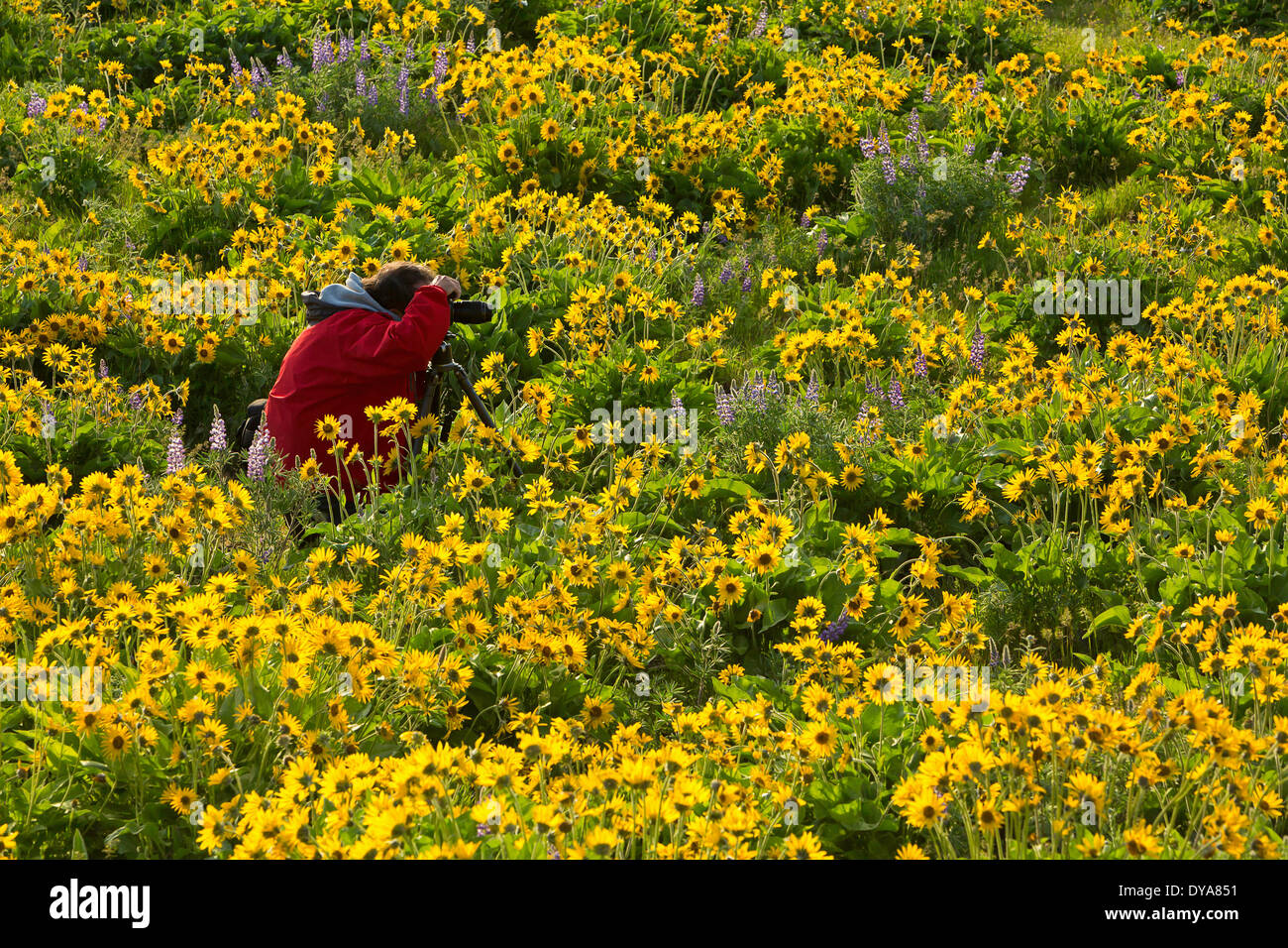 Oregon oder USA Amerika Vereinigte Staaten Frühjahr blühen blühende Blüte Blüte Blume Blüte Blumen Wildblumen Botan Knospe Stockfoto