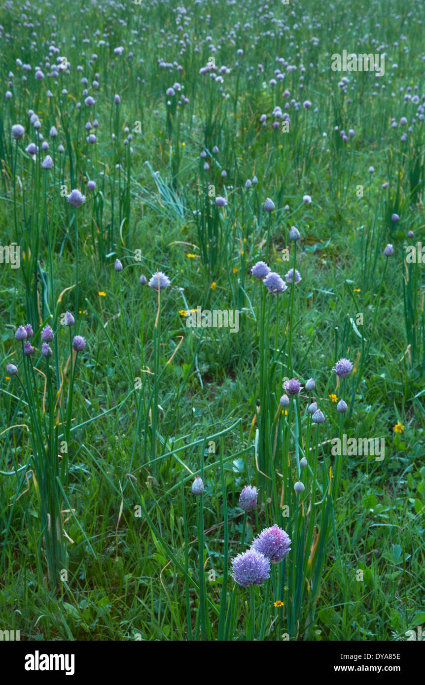 Wilde Zwiebel Allium Blume Blumen Wildblumen Wildblumen Wildnis Bob Marshall Wilderness Wiese MT Montana USA Amerika Unit Stockfoto