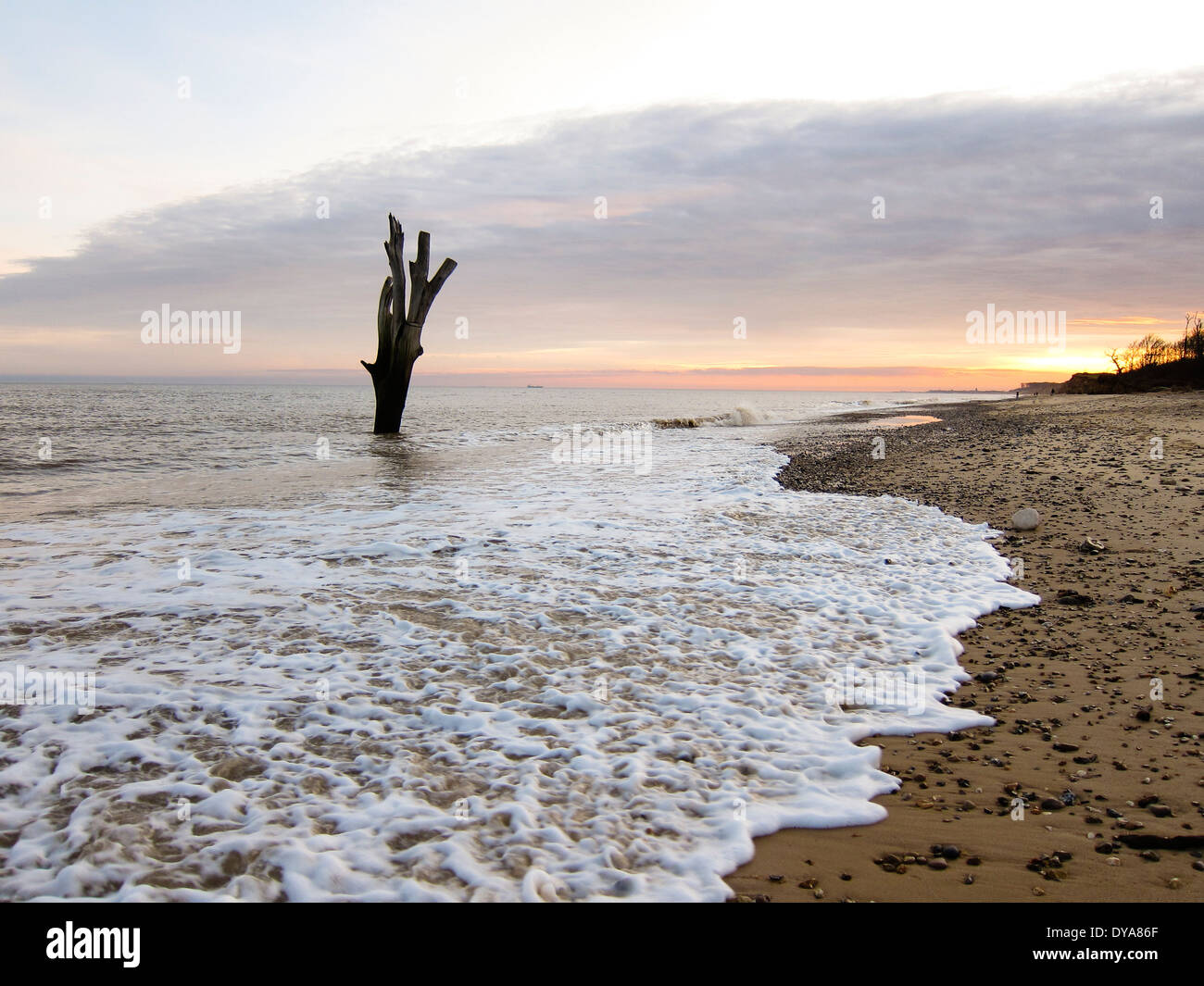 Covehithe Strand mit Baum am Strand, Suffolk, Sonnenuntergang, sandigen Strand, bewölkter Himmel Stockfoto