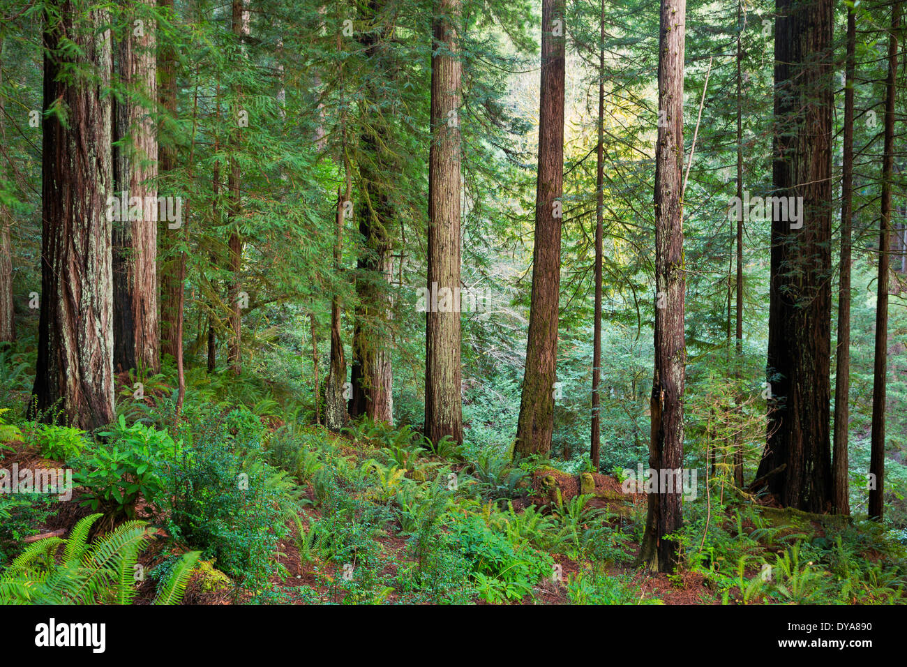 Redwood-Bäume Baum Wald Oregon oder USA Amerika USA Sequoia Sempervirens grün roten Nebel Nebel Nebel Nebel Sonnenuntergang, Stockfoto