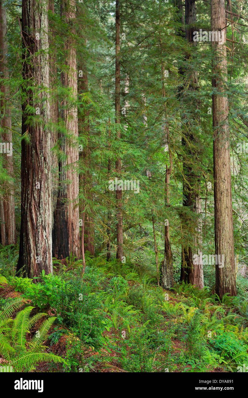 Redwood-Bäume Baum Wald Oregon oder USA Amerika USA Sequoia Sempervirens grün roten Nebel Nebel Nebel Nebel Sonnenuntergang, Stockfoto
