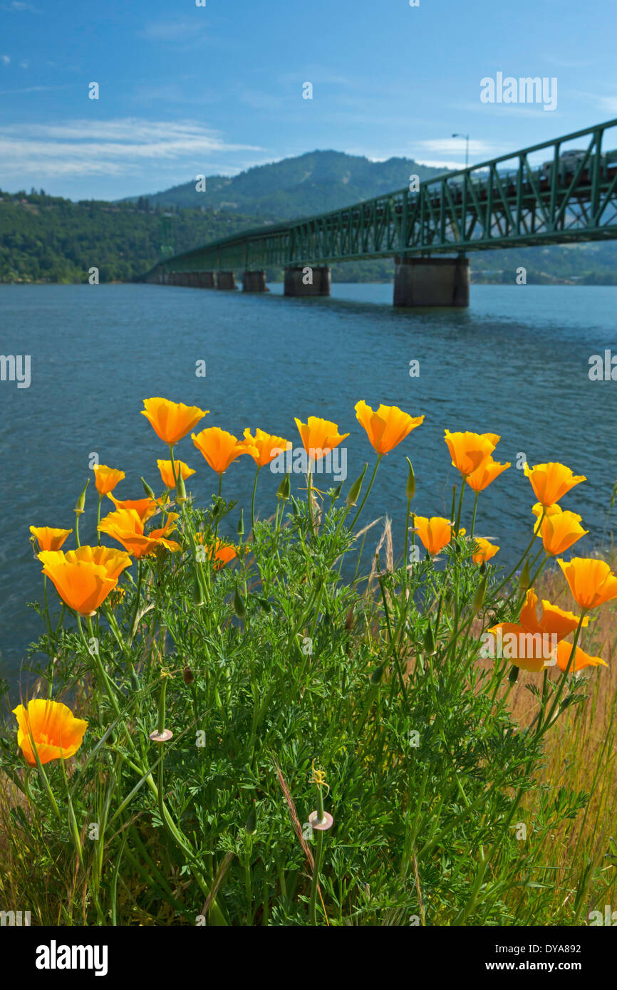 Mohn Eschscholzia Californica Sommer Sommer Columbia River Gorge Mosier Oregon oder USA Amerika Vereinigte Staaten nationale maleris Stockfoto