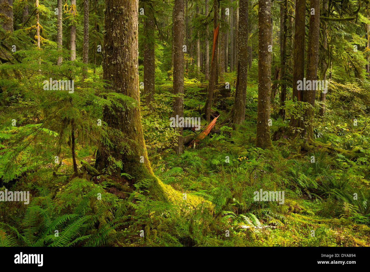 Wald, Oregon, OR, USA, Amerika, Vereinigte Staaten, Wald, Fluss Lachs, Lachs Huckleberry Wildnis, Wildnis, üppigen, bewaldet Stockfoto