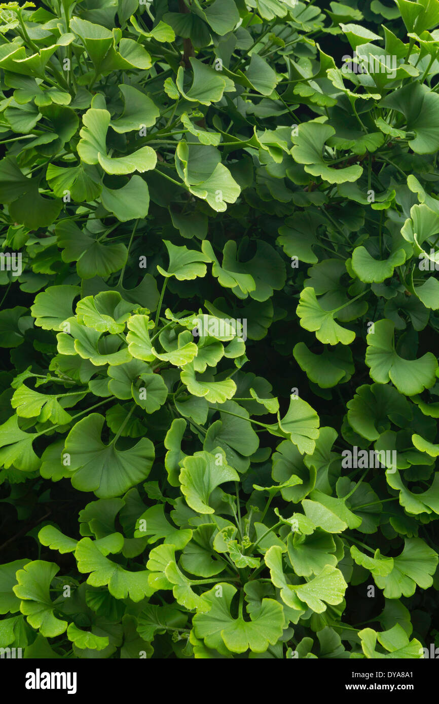 Ginkgo Baum, Arbor, Blätter, grün, Muster, Muster, Oregon, OR, USA, Amerika, Vereinigte Staaten, Ginkgo Biloba Stockfoto