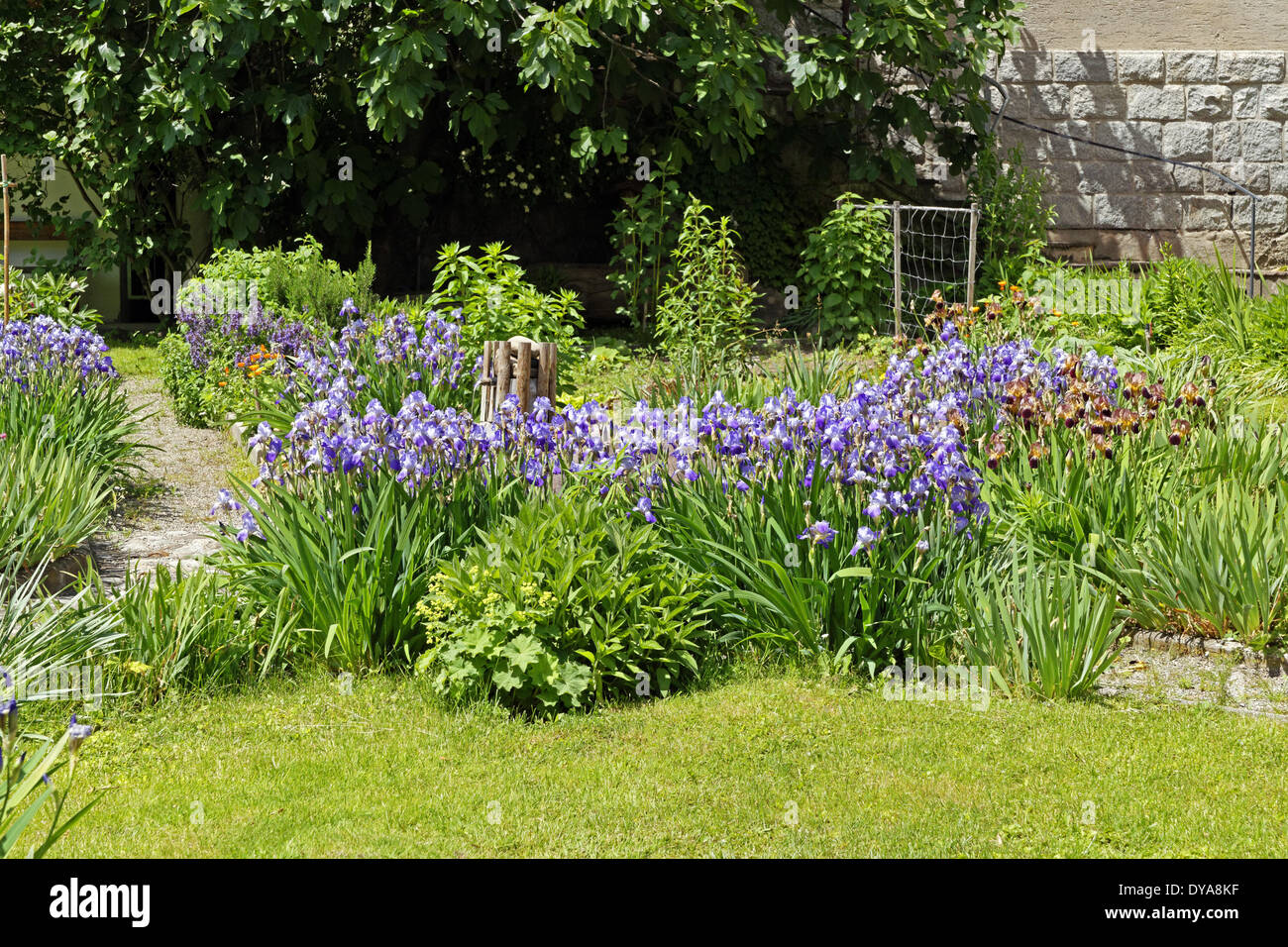 Europa Italien Süd Tirol Süden Südtirol Trentino Alto Adige Tscherms Tscherms Trojenweg parochiale Garten Iris Pflanzen Kirche Blume Stockfoto