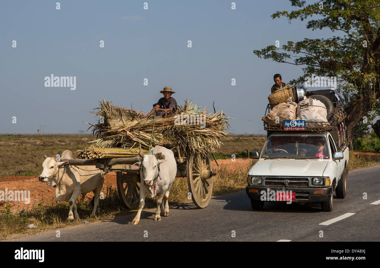 Mo, Myanmar, Burma, Asien, bunt, Kühe, LKW, Ochsenkarren, Menschen, Straße, Verkehr, Landwirtschaft, Stockfoto