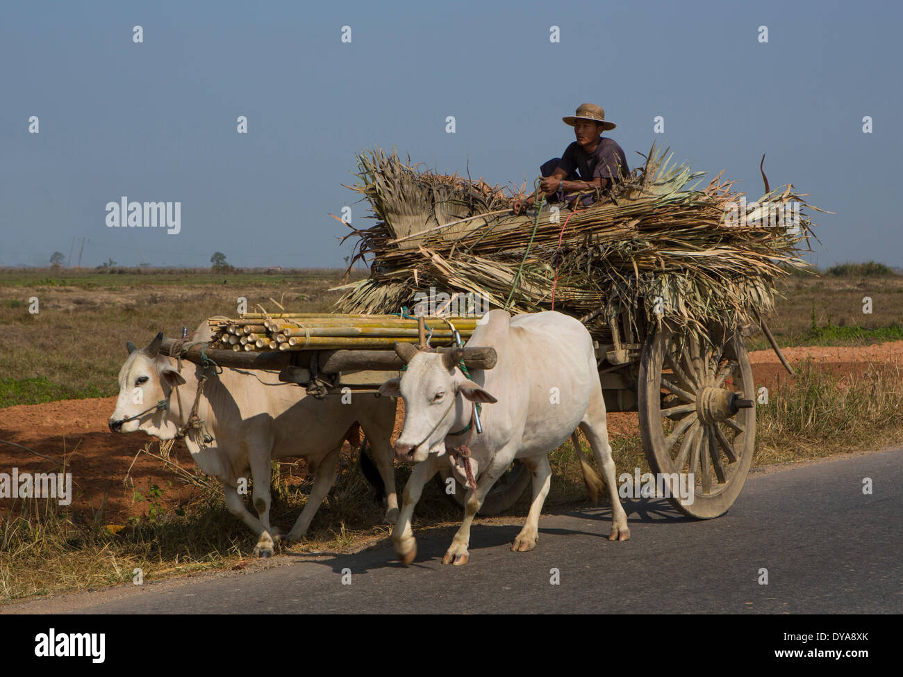 Mo, Myanmar, Burma, Asien, bunt, Kühe, LKW, Ochsenkarren, Menschen, Straße, Verkehr, Landwirtschaft, Stockfoto
