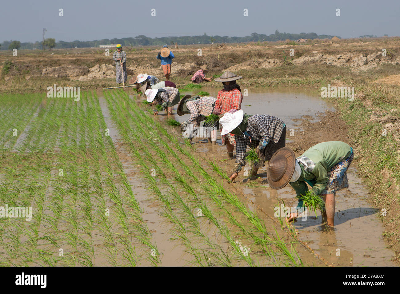 Mo, Myanmar, Burma, Asien, Landwirtschaft, Landwirte, hart, Reis, traditionelle, Arbeit, arbeiten Stockfoto