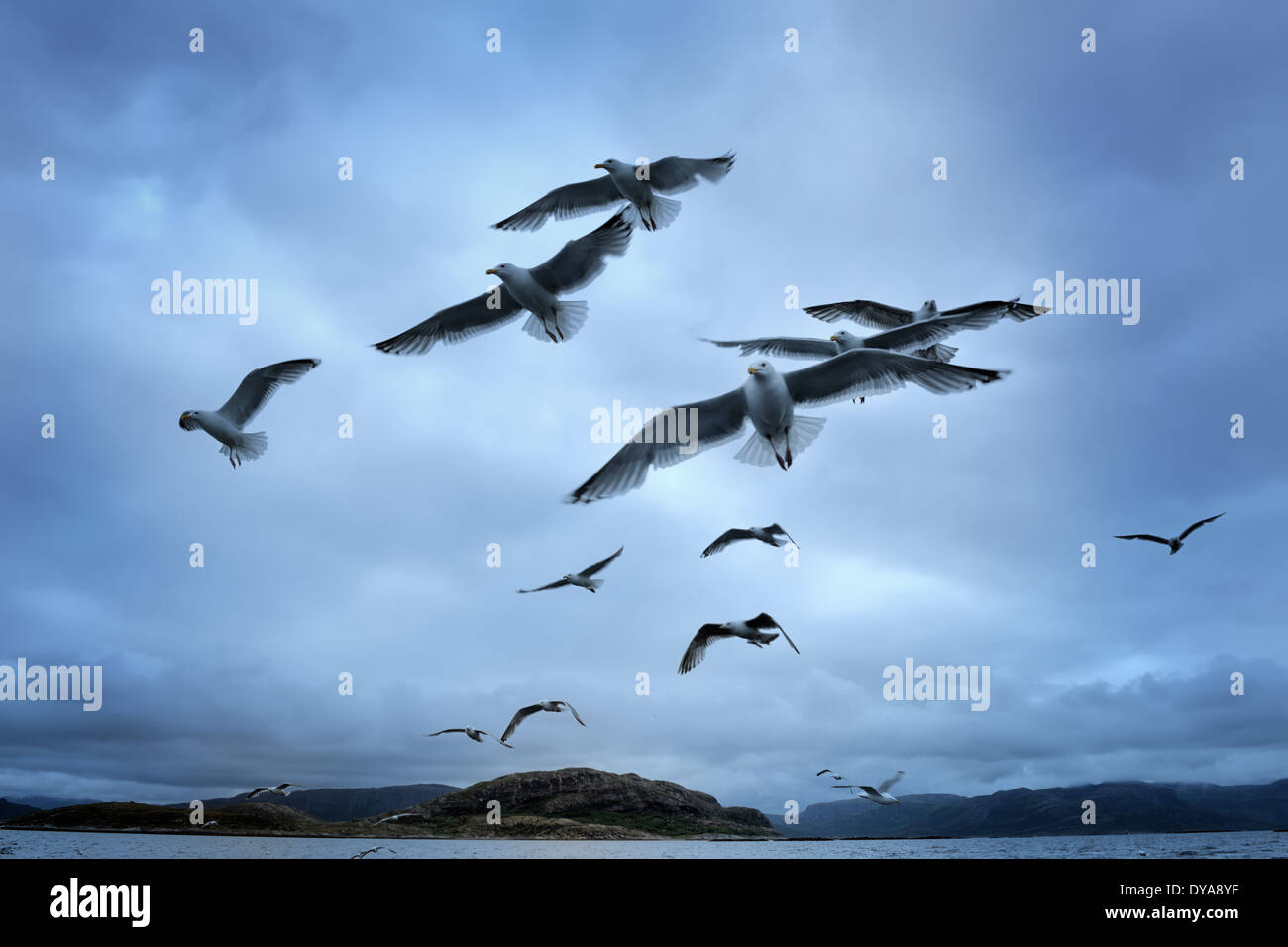 Gruppe von Silbermöwen fliegen gegen dunkle und bewölkten Himmel. Stockfoto