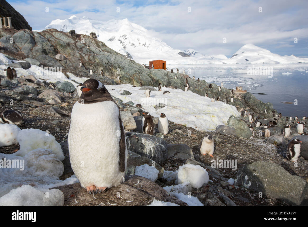 Gentoo Penguins unter atemberaubende Küstenlandschaft in Paradise Bay von Graham Land auf die antarktische Halbinsel Stockfoto