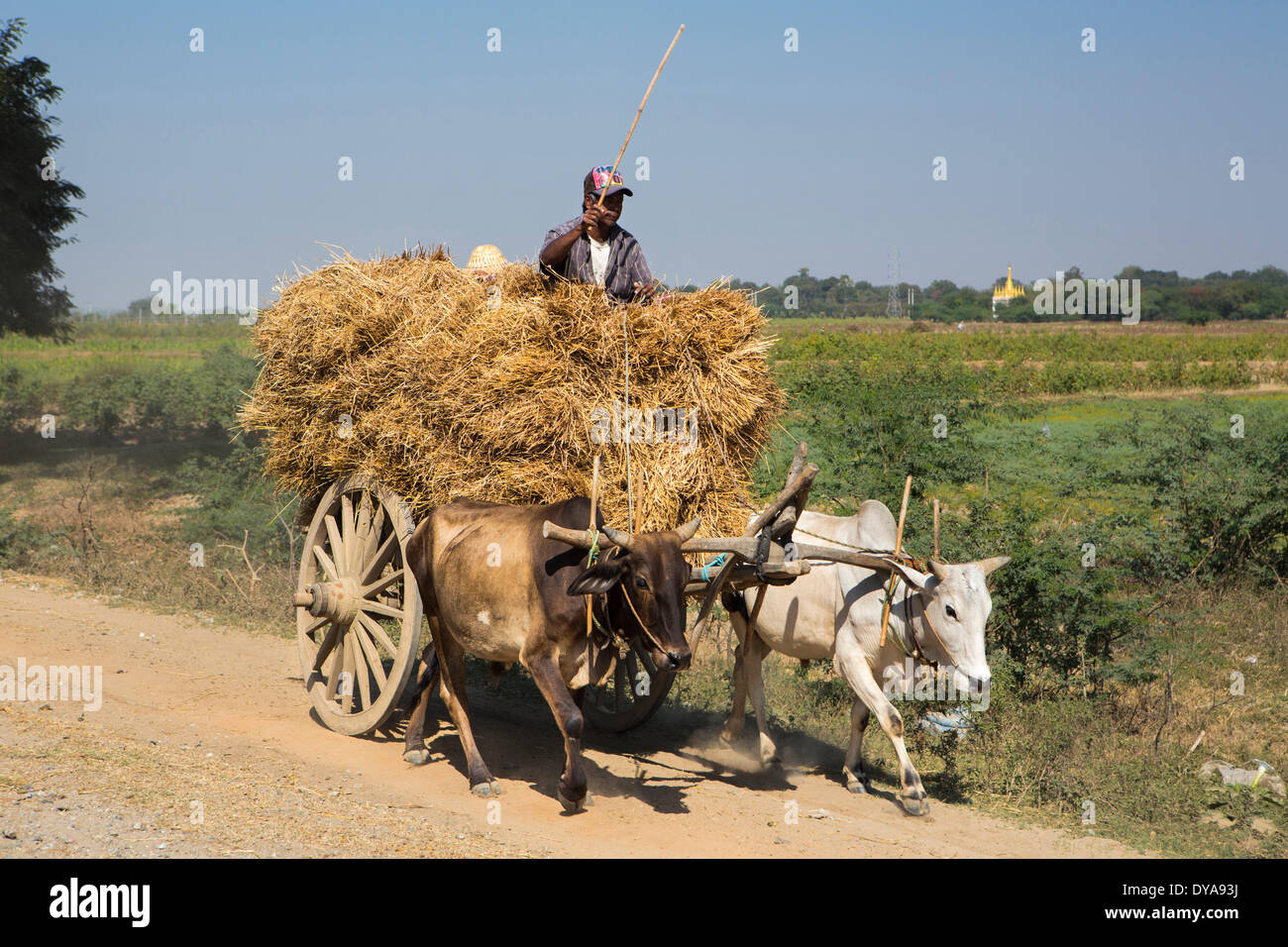 Meitila Myanmar Burma Asien bunte Kühe Landwirt lokale LKW traditionellen Transport Reisen Arbeit Landwirtschaft Ochsenkarren, Stockfoto