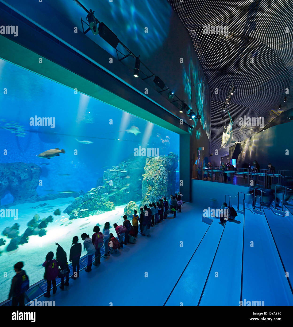 Der blaue Planet Aquarium, Kopenhagen, Dänemark. Architekt: 3xn, 2013. Voller Höhe Aquarium Verglasung mit Blick auf Korallenriff. Stockfoto