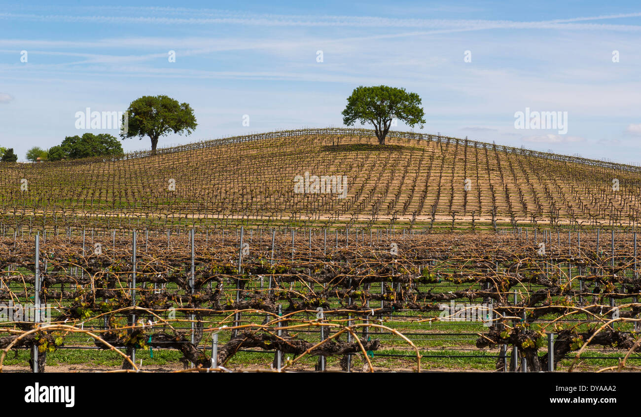 Eiche in Paso Robles, Kalifornien Weinberg Stockfoto